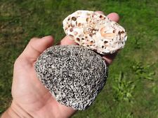 PAIR of RARE BEACH TREASURES. Fisson Worm Rocks (9oz total) False Brain Corals picture