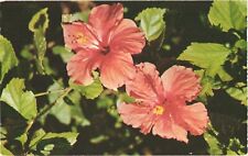 Delicately Tinted Hibiscus, Grown In The Beautiful Southland, Flowers Postcard picture