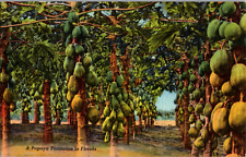 Vintage 1940's A Papaya Plantation in Florida FL Postcard picture