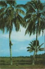 Toddy-Tapper Malacca Malaysia Malaya Toddy Drink Tree Chrome Vintage Post Card picture