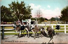 c1905 Ostrich Farm, Jacksonville, FL, unposted, Florida, undivided back, antique picture