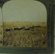 SV105 Antique Stereoview Poland China Hogs in Kansas field Keystone picture