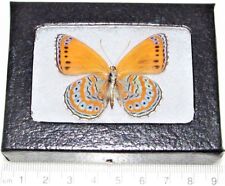Crenis pechueli verso REAL FRAMED BUTTERFLY GOLD AFRICA picture