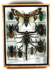 Real Insect Taxidermy Display Framed Box Butterfly Art Decor Gift Collection #06 picture