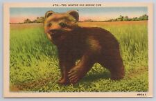 Two Month Old Kodiak Bear Cub 1930s Postcard picture