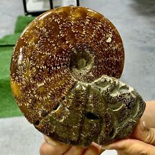 1.51LB Rare Natural Tentacle Ammonite FossilSpecimen Shell Healing Madagascar picture