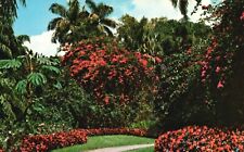 Postcard FL St Petersburg Floridas Sunken Gardens 1975 Chrome Vintage PC G3376 picture
