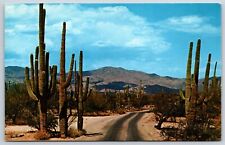 Postcard Saguaro Cactuses Arizona Unposted picture