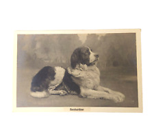 Antique Bernhardiner St Bernard Dog Photo Postcard Undivided Pre 1907 picture