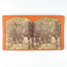 Harris Orange Grove Pickers Stereoview c1870 Citra Florida Tree Orchard B2093 picture