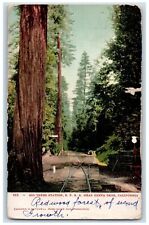 1908 Big Trees Station Railroad Near Santa Cruz California CA Vintage Postcard picture