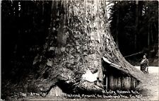 RP Postcard At Lilley Redwood Park Fraternal Monarch Quadruped Tree California picture