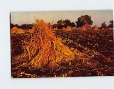 Postcard Golden Harvest picture