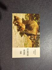 Vintage Postcard Greetings From Yellowstone National Park American Black Bear picture