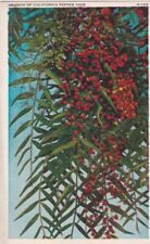 Branch of California Pepper Tree picture