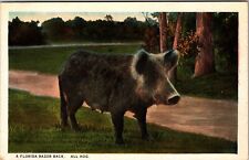 A Florida Razor Back Hog Vintage Souvenir Postcard picture