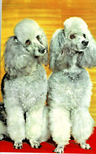 Squeaker Dogs Postcard-Poodles-Vintage Lyon, France 1952 (D3) picture