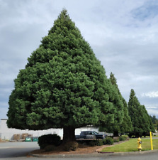 Giant sequoia Tree (Sequoiadendron giganteum) Live Tree (BUY 2 GET 1 FREE) picture