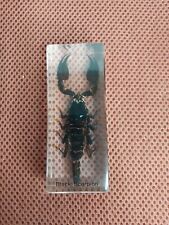 Vintage Black Scorpion In Resin Paperweight picture