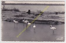 RPPC cpsm Africa Guinea Pink Flamingos to The Creek Tokoto Edit ca1954 picture