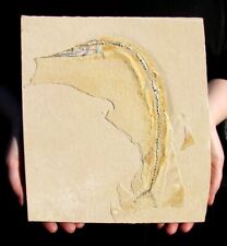EXTINCTIONS- BEAUTIFUL HUGE FOSSIL FISH NEEDLEFISH FROM MOROCCO- NO RESTORATION picture