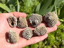 Florida Fossil Coral Septastrea marylandica ONE PER PURCHASE Tamiami Formation picture