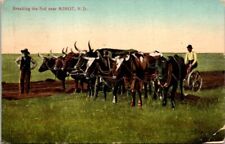 Vintage Postcard Sod Busters Breaking Sod Ox Team Minot North Dakota ND 7737 picture