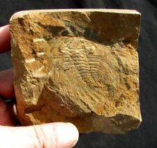 EXTINCTIONS- LARGE LOWER CAMBRIAN OLENELLUS TRILOBITE FROM THE BRUBAKERS SITE picture
