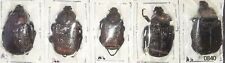 Scarabaeidae Trichinae Osmoderma scabra 15-22mm A2 CANADA - Pack 5 pcs - #0840 picture