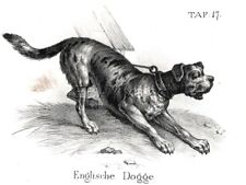 Dog Mastiff  As Breed Looked 170 Years Ago, Antique 1842 Engraving Print picture