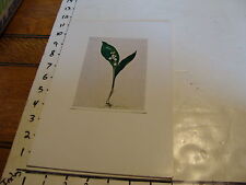 Vintage Flower Post Card mounted on board: Canvallaria majalis Maiglockchen picture