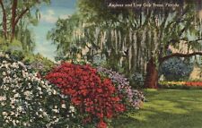 Postcard FL Azaleas & Live Oak Trees Florida  1941 Linen Vintage PC e6590 picture