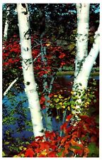 Jackson NH White Mountains Birch Trees Vtg Postcard New Hampshire    picture