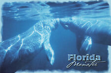 MANATEE KISS UNDER WATER GREETING POSTCARD MIAMI KEY WEST PENSACOLA FL FLORIDA picture