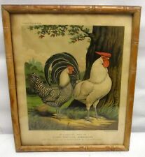 Antique Cassell's POULTRY LITHOGRAPH  Framed ROOSTER SILVER Pencilled Hamburgh picture