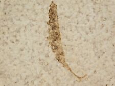 Little 50 Million Year OLD SEED POD? Fossil Green River Formation Wyoming 184gr picture