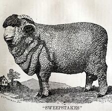 Sweepstakes Spanish Merino Ram 1863 Victorian Agriculture Animals Art DWZ4A picture