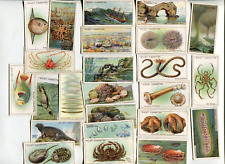 1928 W.D. & H.O. WILL'S CIGARETTES WONDERS OF THE SEA 25 DIFFERENT TOBACCO CARDS picture