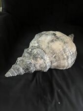 RARE Fossilized HORSE CONCH Shell From Central Florida, Pliocene Era. picture