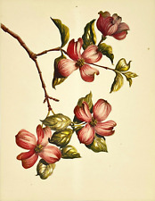 Flowering Dogwood, 1945 Kathleen Cassel Watercolor on Linen Print, Carnes Series picture