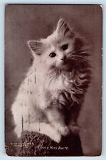 Bishop Hill Illinois IL Postcard Cat Kitten Little Miss White Haired 1908 Posted picture