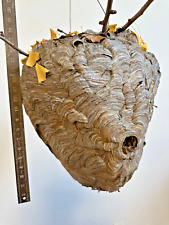 2023 HUGE Bald Face Hornets Nest w Ginko Tree Branch 48” Circ Bee Hive Taxidermy picture
