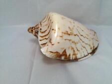 LARGE NOBLE VOLUTE SEA SHELL GLOSSY  COLOR 7