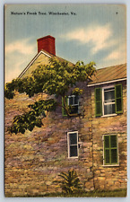 Nature's Freak Tree, Winchester Virgina VA Vintage Postcard F3 picture