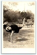 c1940's Los Angeles Ostrich Farm Nubie RPPC Photo Animals Vintage Postcard picture