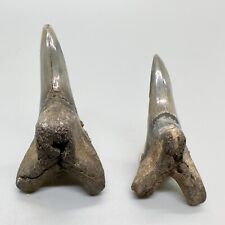 Pair of Nice Large Lower Fossil EXTINCT SNAGGLETOOTH Shark Teeth - USA picture