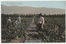 c1900s California Vineyard Wine Country VTG CA Postcard picture