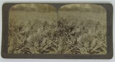 Florida - Where the Luscious Pineapple Grows Vintage 1895 Stereoview Photo Card picture