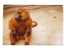 Vintage 1970's Color Photo of Adult Male Guinea Baboon with Erection Weird Zoo picture