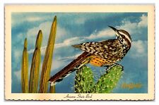 Vintage 1960s - Cactus Wren Arizona State Bird - Arizona Postcard (UnPosted) picture